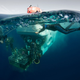 Illustration for article titled Alvin the Deep Sea Submersible is Half a Century Old!